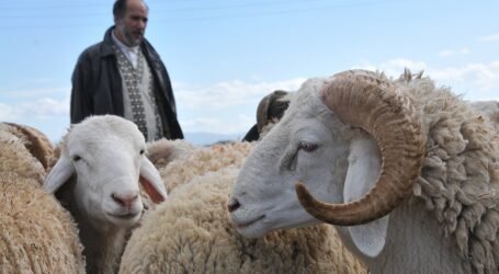 تأطير نقاط لبيع الأضاحي عبر الوطن تحسبا لعيد الأضحى