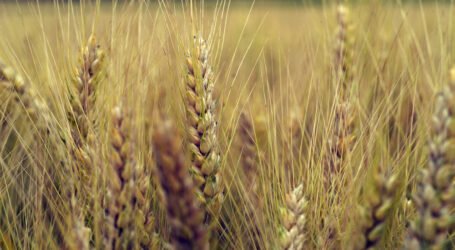 آليات جديدة لردع الغش في الشعبة الفلاحية للحبوب