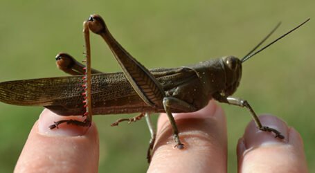 نحو تجريب مبيد بيولوجي لمكافحة الجراد بالجزائر