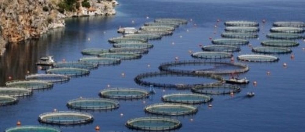 elevage-poisson-pisciculture