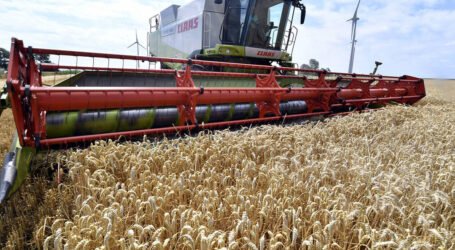 نتائج إمتياز في الإنتاج الفلاحي لشعبة الحبوب