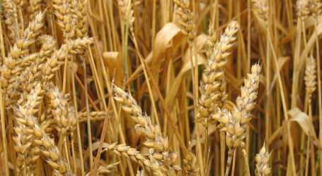 الديوان الجزائري للحبوب يعلن عن تخفيض أسعار البقوليات الجافة