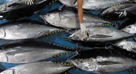 رفع حصة الجزائر للصيد البحري لالتونة الحمراء في 2024